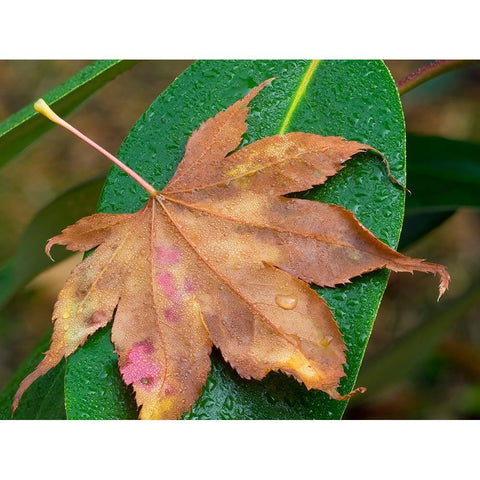 Washington State-Maple Leaf with dew drops Black Modern Wood Framed Art Print with Double Matting by Wild, Jamie and Judy