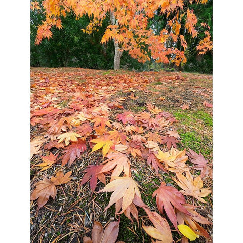 Washington State-Autumn Maple leaves White Modern Wood Framed Art Print by Wild, Jamie and Judy