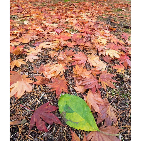Washington State-Autumn colored maple leaves with green red alder leaf Black Modern Wood Framed Art Print with Double Matting by Wild, Jamie and Judy