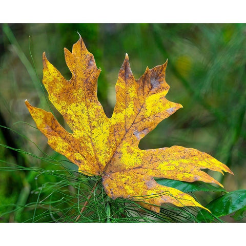 Washington State Bigleaf maple leaf Black Modern Wood Framed Art Print by Wild, Jamie and Judy