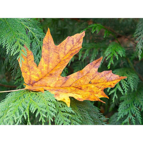 Washington State Bigleaf maple leaf Black Modern Wood Framed Art Print by Wild, Jamie and Judy