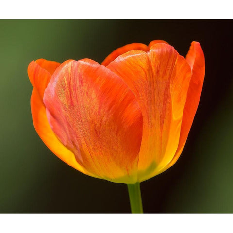 Washington State-Tulip close-up White Modern Wood Framed Art Print by Wild, Jamie and Judy