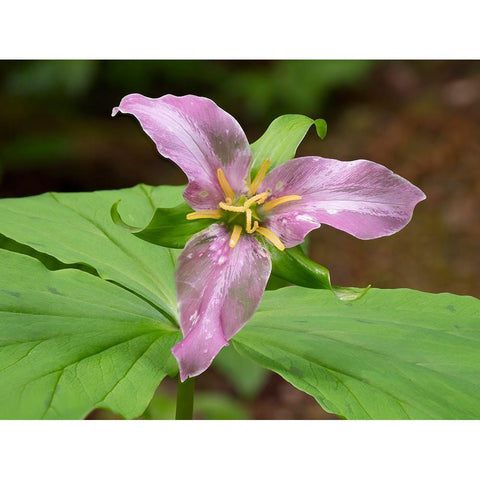 Washington State-Mount Baker-Snoqualmie National Forest-trillium close-up Gold Ornate Wood Framed Art Print with Double Matting by Wild, Jamie and Judy