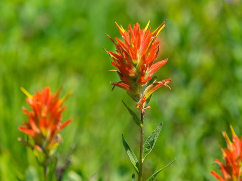 Washington State-Mount Rainier National Park Magenta Paintbrush White Modern Wood Framed Art Print with Double Matting by Wild, Jamie and Judy