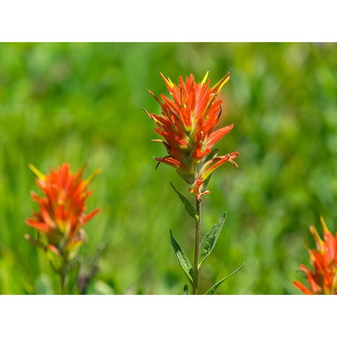 Washington State-Mount Rainier National Park Magenta Paintbrush Black Modern Wood Framed Art Print by Wild, Jamie and Judy