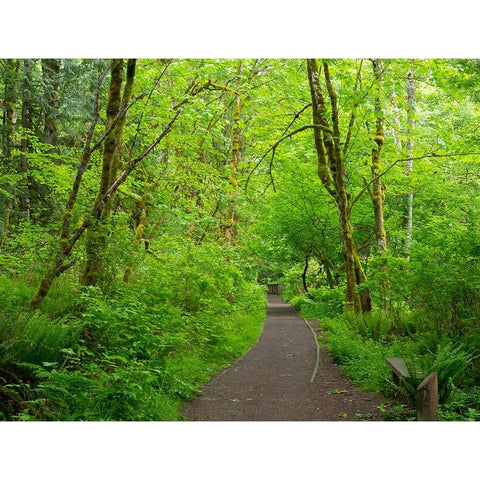 Washington State-Tiger Mountain trail Black Modern Wood Framed Art Print by Wild, Jamie and Judy