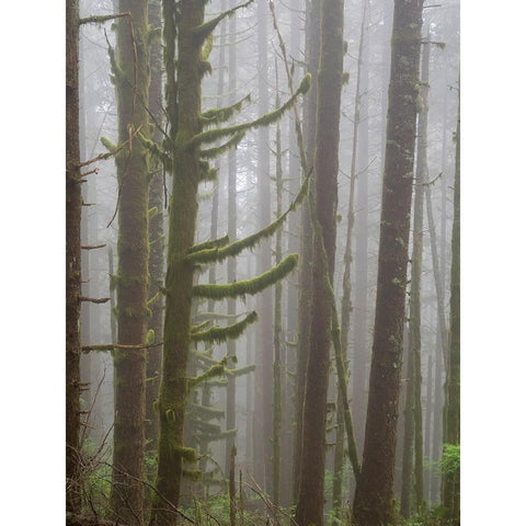 Washington State-Tiger Mountain-Trees in fog Black Modern Wood Framed Art Print by Wild, Jamie and Judy