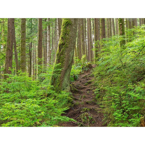 Washington State-Central Cascades Rainy Lake trail Black Modern Wood Framed Art Print by Wild, Jamie and Judy