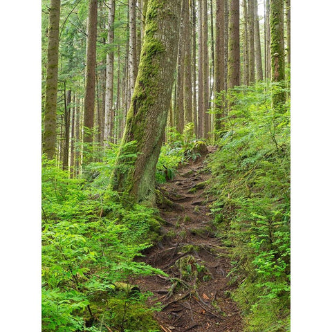 Washington State-Central Cascades Rainy Lake trail White Modern Wood Framed Art Print by Wild, Jamie and Judy