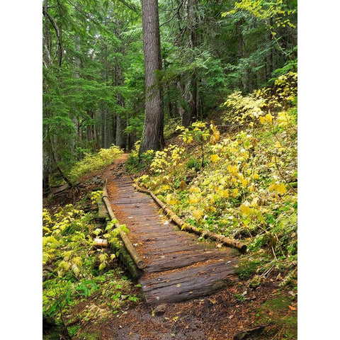 Washington State-Central Cascades Trail to Olallie Lake-old wooden section Black Modern Wood Framed Art Print by Wild, Jamie and Judy