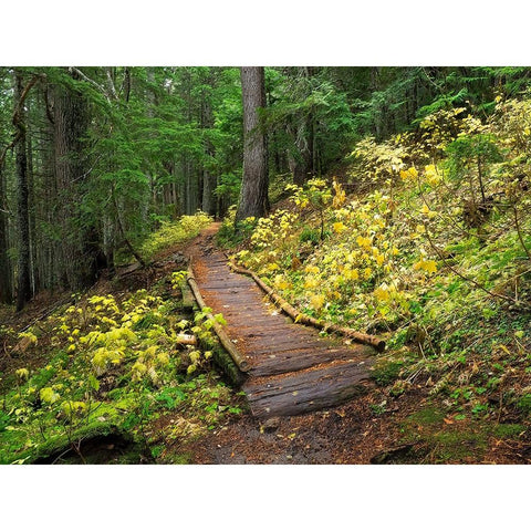 Washington State-Central Cascades Trail to Olallie Lake-old wooden section Black Modern Wood Framed Art Print by Wild, Jamie and Judy