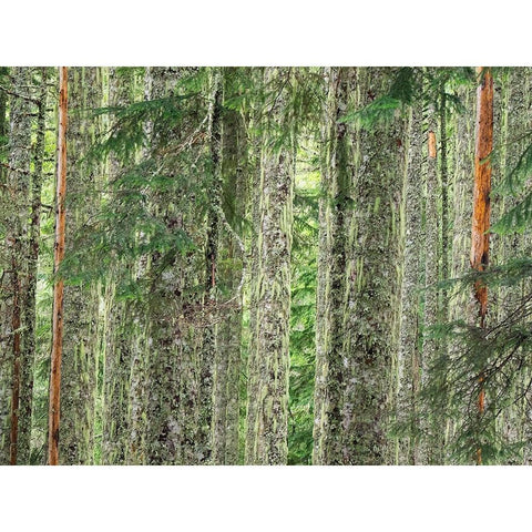Washington State-Central Cascades Moss and lichen covered tree trunks Black Modern Wood Framed Art Print by Wild, Jamie and Judy
