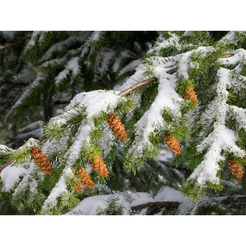 Washington State-Central Cascades Mount Washington-fir cones and snow Black Modern Wood Framed Art Print by Wild, Jamie and Judy