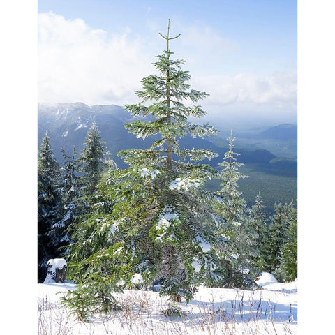 Washington State-Central Cascades Mount Washington-fir trees and snow Black Modern Wood Framed Art Print by Wild, Jamie and Judy