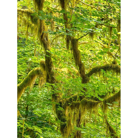 Washington State-Olympic National Park-Hoh Rain Forest Black Modern Wood Framed Art Print by Wild, Jamie and Judy