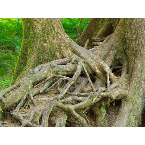 Washington State-Olympic National Park-Hoh Rain Forest-Hall of Mosses-intertwined tree roots Black Modern Wood Framed Art Print with Double Matting by Wild, Jamie and Judy