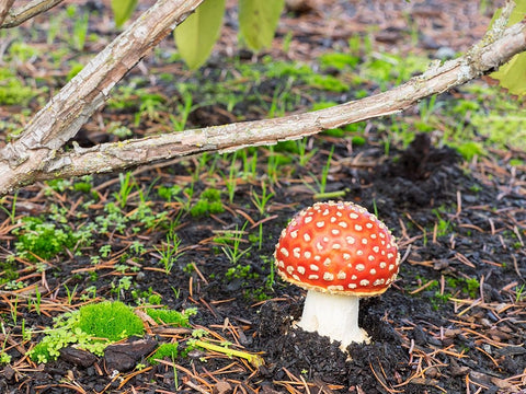 Washington State- Fly agaric mushroom. Black Ornate Wood Framed Art Print with Double Matting by Wild, Jamie and Judy