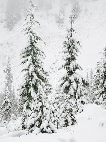 Washington State- Central Cascades. Snow covered fir trees Black Ornate Wood Framed Art Print with Double Matting by Wild, Jamie and Judy