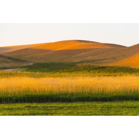 Sunset view of wheat field-Palouse-Washington State-USA Black Modern Wood Framed Art Print by Su, Keren
