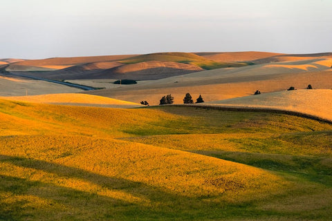 Landscape of rolling wheat field at sunrise-Palouse-Washington State-USA Black Ornate Wood Framed Art Print with Double Matting by Su, Keren