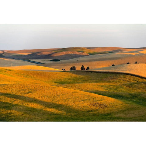 Landscape of rolling wheat field at sunrise-Palouse-Washington State-USA Black Modern Wood Framed Art Print by Su, Keren