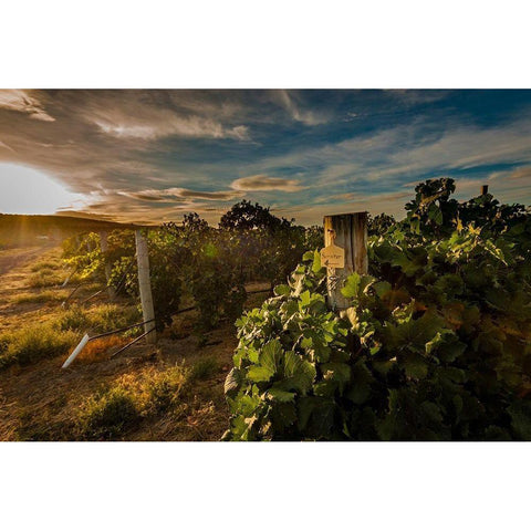 Morning light on rows of merlot Black Modern Wood Framed Art Print by Duval, Richard