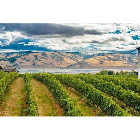 Washington State-Walla Walla Pepper Bridge Vineyard with Blue Mountains in the background Black Modern Wood Framed Art Print by Duval, Richard