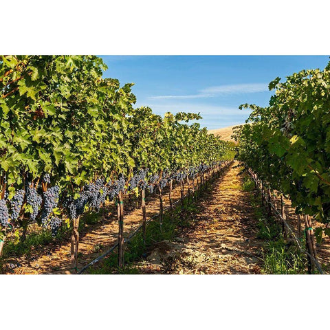Washington State-Red Mountain A row of Cabernet Sauvignon grapes in a vineyard in Yakima Valley Black Modern Wood Framed Art Print by Duval, Richard