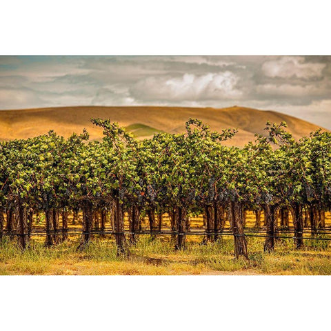 Washington State-Red Mountain Cabernet Sauvignon  Gold Ornate Wood Framed Art Print with Double Matting by Duval, Richard