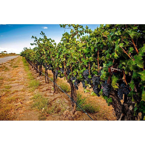 Washington State-Red Mountain Cabernet Sauvignon in Yakima Valley vineyard Black Modern Wood Framed Art Print by Duval, Richard