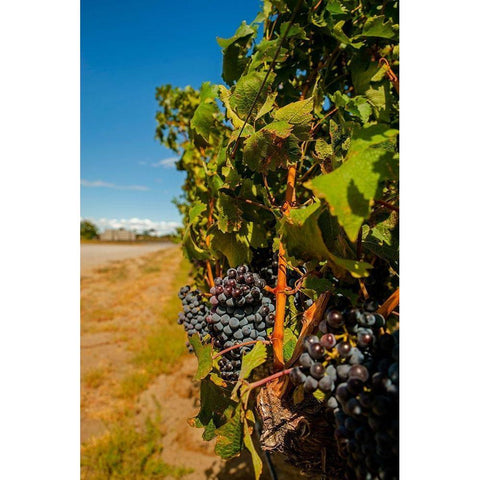 Washington State-Red Mountain Cabernet Sauvignon in Yakima Valley vineyard Gold Ornate Wood Framed Art Print with Double Matting by Duval, Richard