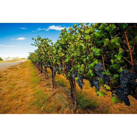 Washington State-Red Mountain Cabernet Sauvignon in Yakima Valley vineyard Black Modern Wood Framed Art Print by Duval, Richard
