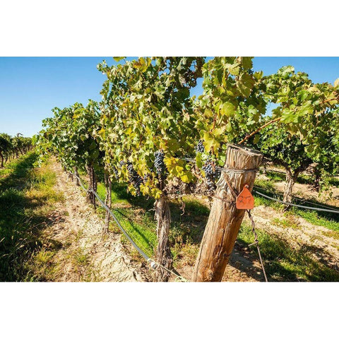 Washington State-Columbia Valley Old vine cabernet at Gamache Vineyard Black Modern Wood Framed Art Print with Double Matting by Duval, Richard
