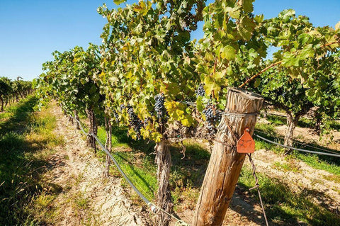 Washington State-Columbia Valley Old vine cabernet at Gamache Vineyard Black Ornate Wood Framed Art Print with Double Matting by Duval, Richard