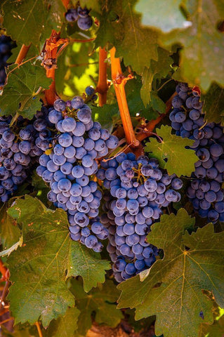 Washington State-Walla Walla Clusters of Cabernet Sauvignon gather sunlight hours before harvest White Modern Wood Framed Art Print with Double Matting by Duval, Richard