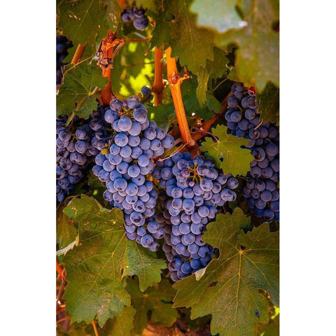 Washington State-Walla Walla Clusters of Cabernet Sauvignon gather sunlight hours before harvest Black Modern Wood Framed Art Print by Duval, Richard