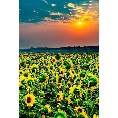 Washington State-Pasco Misty dawn morning on a sunflower fieldin Central Washington Black Modern Wood Framed Art Print by Duval, Richard