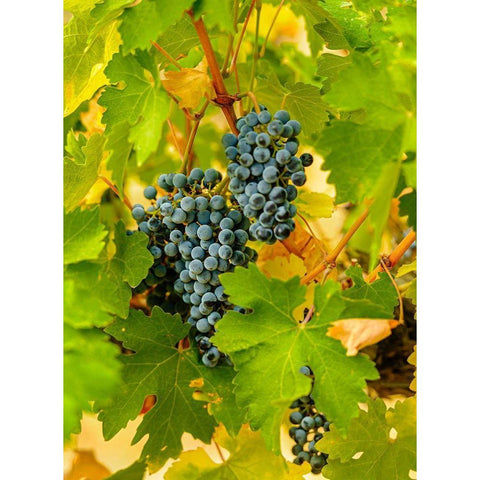 Washington State-Red Mountain Clusters of Syrah grapes in Yakima Valley vineyard Black Modern Wood Framed Art Print by Duval, Richard