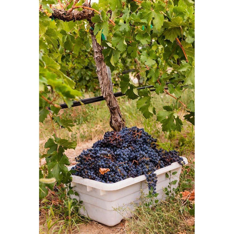 Washington State-Pasco A bin of merlot grapes at harvest Black Modern Wood Framed Art Print with Double Matting by Duval, Richard