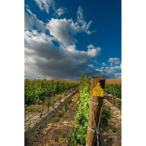 Washington State-Red Mountain Moring sun on row of Cabernet Sauvignon in a Red Mountain vineyard White Modern Wood Framed Art Print by Duval, Richard