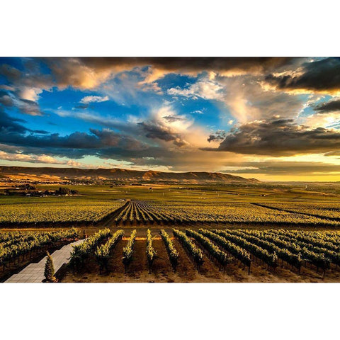 Washington State-Red Mountain Red Mountain vineyards at dusk with dramatic sky White Modern Wood Framed Art Print by Duval, Richard