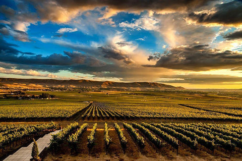 Washington State-Red Mountain Red Mountain vineyards at dusk with dramatic sky Black Ornate Wood Framed Art Print with Double Matting by Duval, Richard
