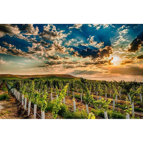 Washington State-Yakima Valley Sunrise on a Red Mountain vineyard Black Modern Wood Framed Art Print with Double Matting by Duval, Richard