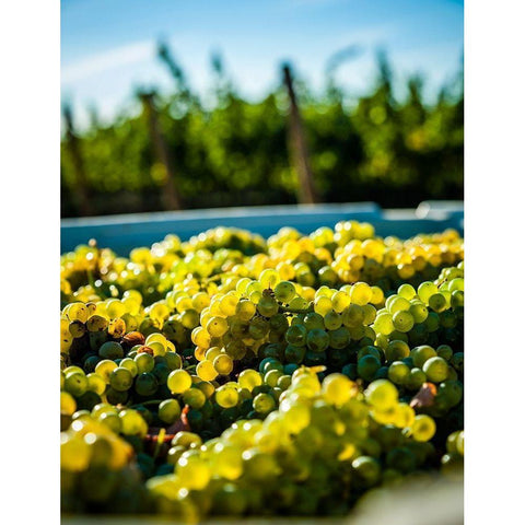 Washington State-Red Mountain Bin of Sauvignon Blanc grapes from Quintessence Vineyard at harvest Gold Ornate Wood Framed Art Print with Double Matting by Duval, Richard
