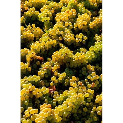Washington State-Red Mountain Bin of Sauvignon Blanc grapes from Quintessence Vineyard at harvest White Modern Wood Framed Art Print by Duval, Richard
