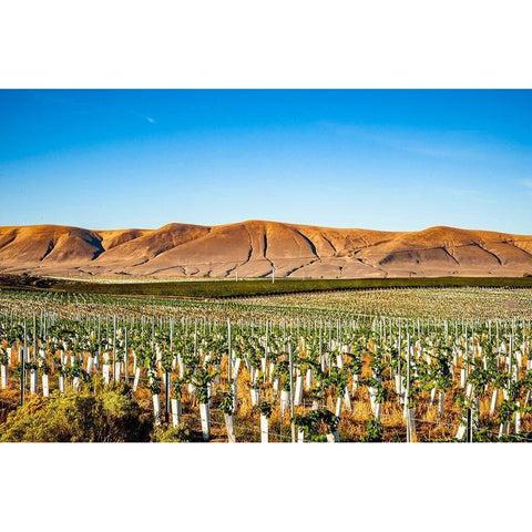 Washington State-Red Mountain New vine planting in a vineyard on Red Mountain Black Modern Wood Framed Art Print by Duval, Richard