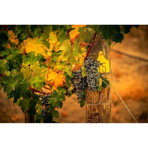 Washington State-Red Mountain Cabernet Sauvignon grapes and fall colors on the vine leaves White Modern Wood Framed Art Print by Duval, Richard