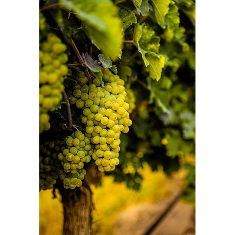 Washington State-Pasco Clusters of Sauvignon Blanc grapes Black Modern Wood Framed Art Print by Duval, Richard