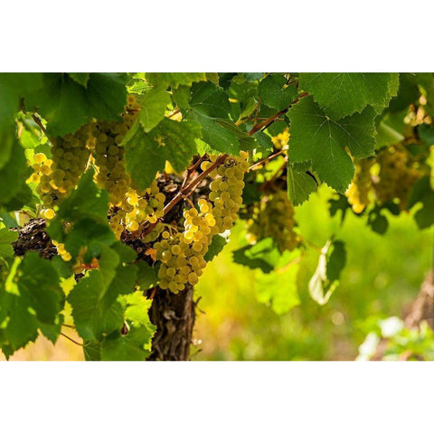 Washington State-Pasco Clusters of Sauvignon Blanc grapes Black Modern Wood Framed Art Print by Duval, Richard