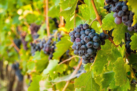 Washington State-Yakima Valley Clusters of Grenache grapes in a Yakima Valley vineyard White Modern Wood Framed Art Print with Double Matting by Duval, Richard
